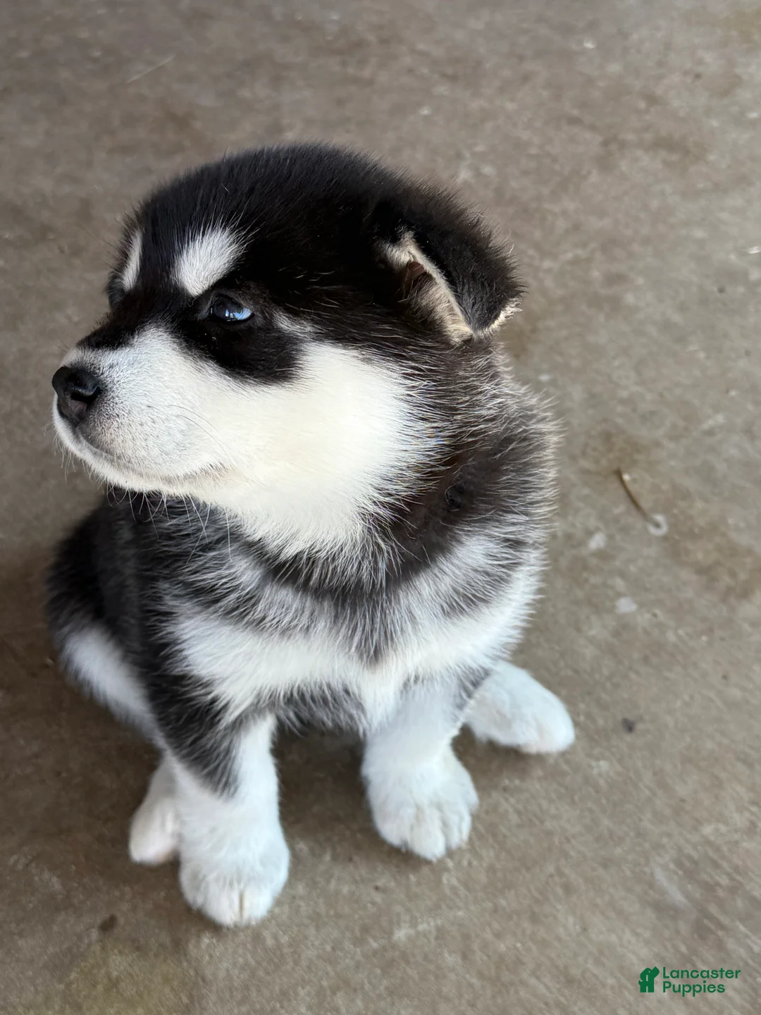 Alaskan Malamute dogs for sale: Alaskan Malamute Puppy 6 - Ad 13