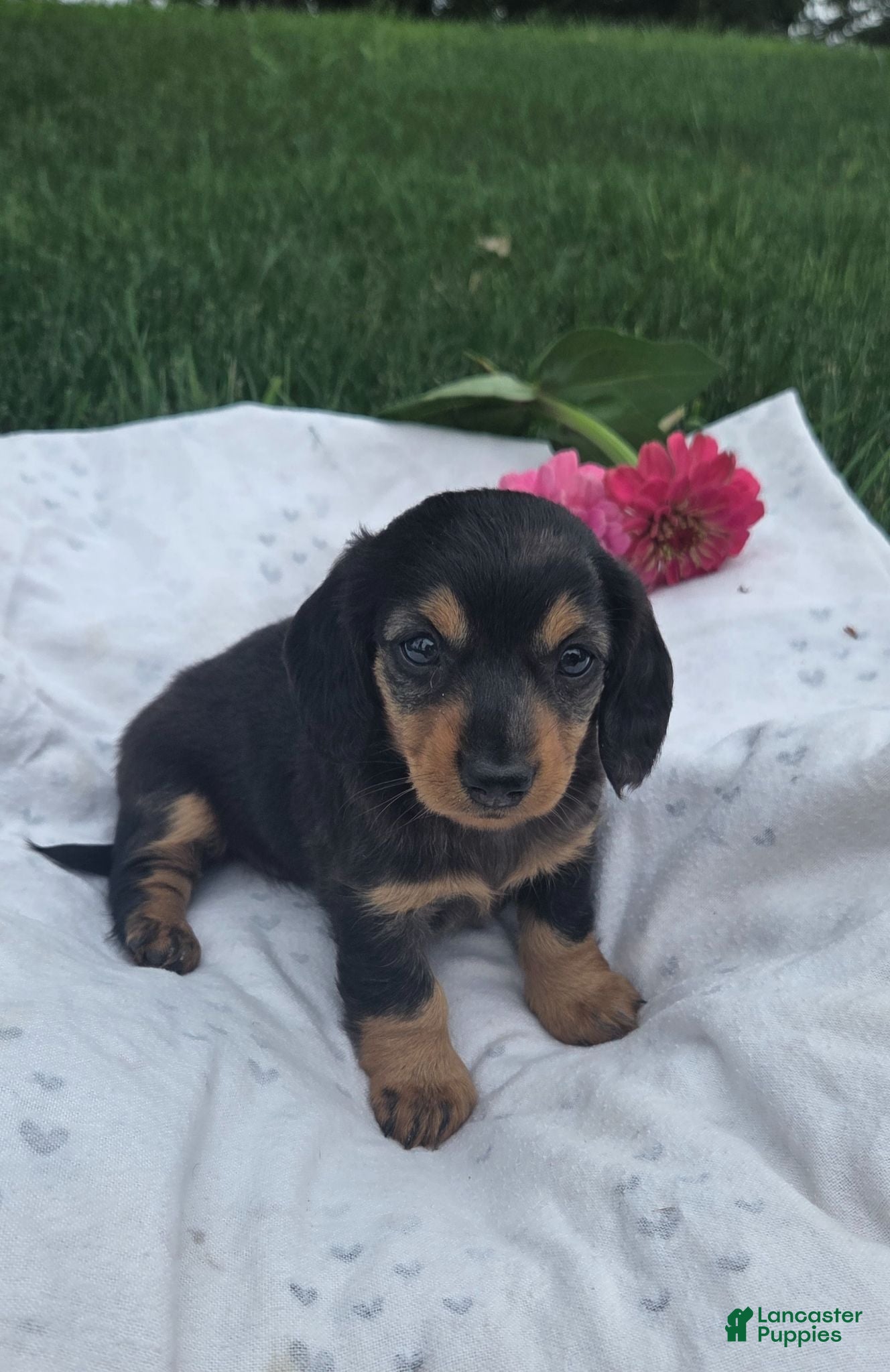 Miniature Dachshund dogs Jasmine - Ad 1