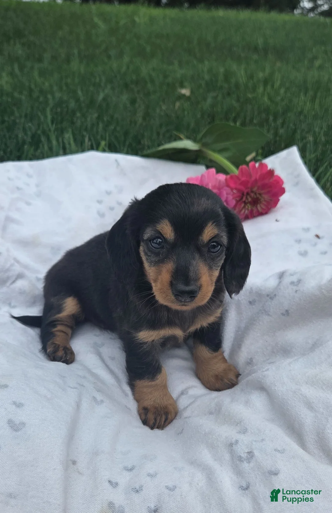 Miniature Dachshund dogs for sale: Jasmine - Ad 1