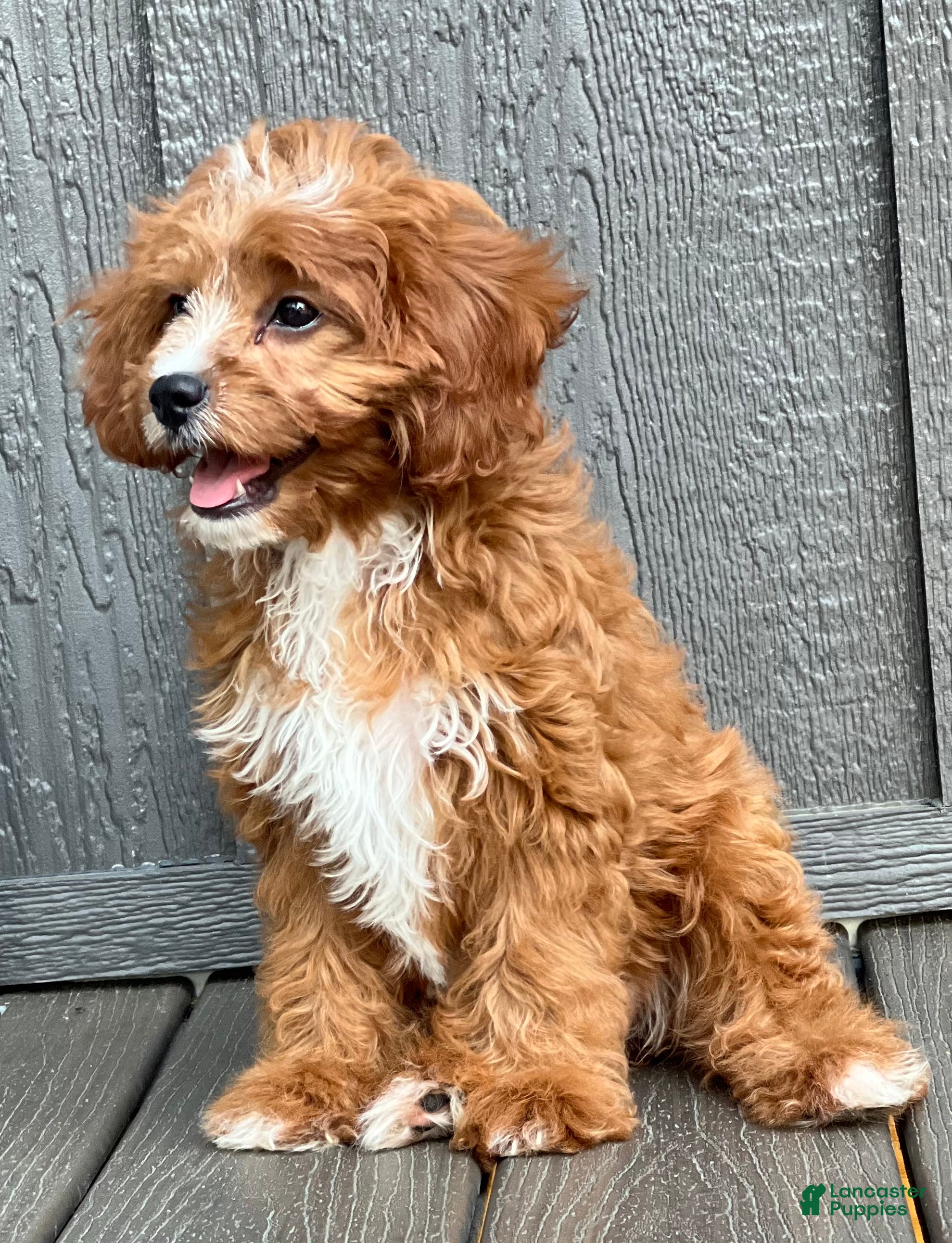Cavapoo dogs Lulu - Ad 2