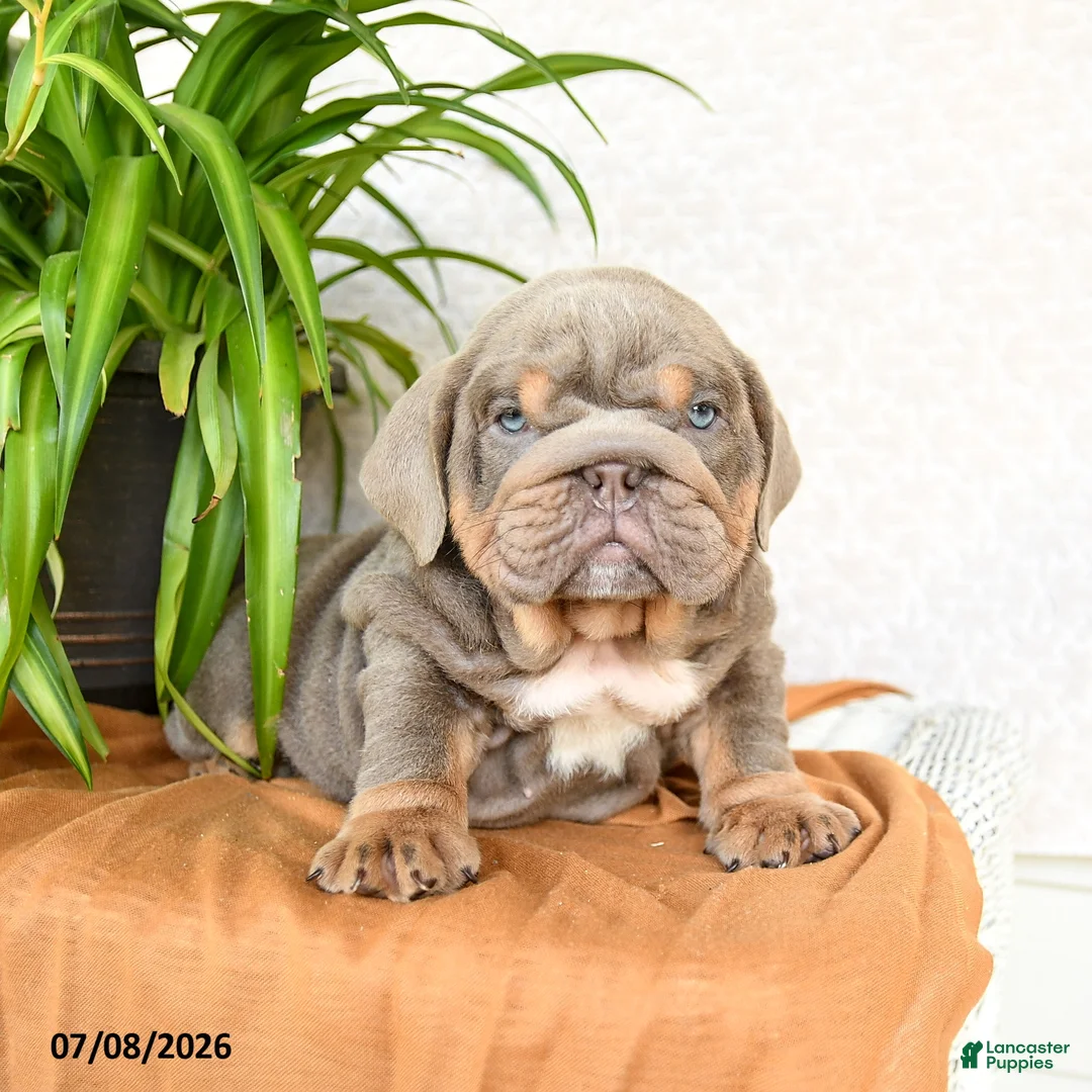English Bulldog dogs for sale: Raymond - Ad 1