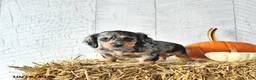 Miniature Dachshund dogs for sale: Carter - Ad 3
