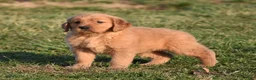 Golden Retriever dogs for sale: Pepper    Genetic/OFA - Ad 19