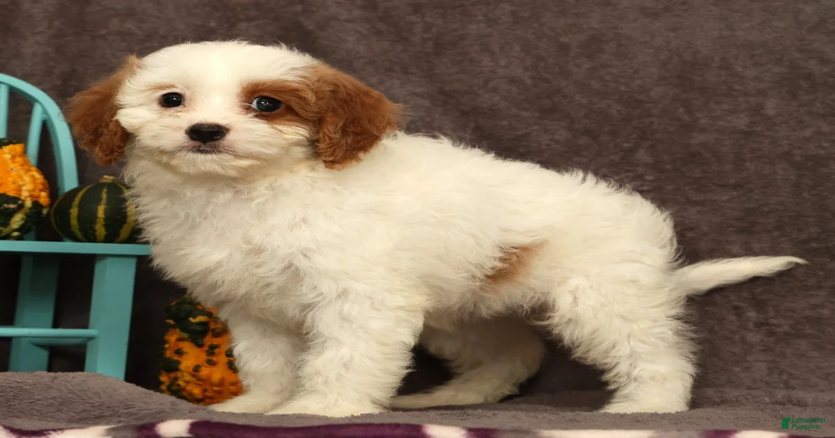 Cavapoo Puppies for sale | Lancaster Puppies