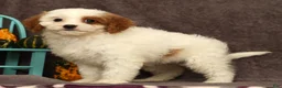Cavapoo dogs for sale: Annabelle - Ad 1