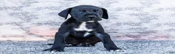 Great Dane dogs for sale: Asher - Ad 3