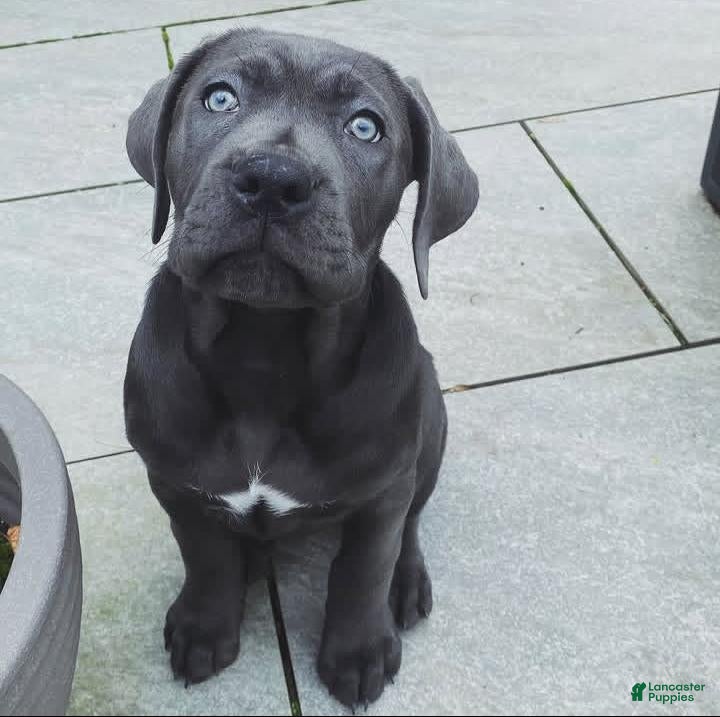 Cane Corso dogs Athena the female - Ad 29