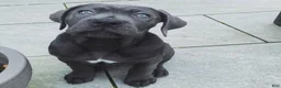 Cane Corso dogs for sale: Athena the female - Ad 1