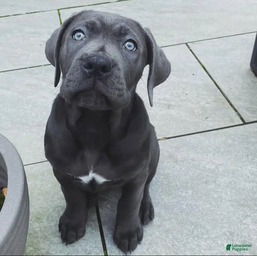 Cane Corso dogs for sale: Athena the female - Ad 1