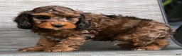 Cockapoo dogs for sale: Mars - Ad 7
