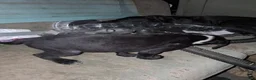 Boxador dogs for sale: Boxador 1 - Ad 8