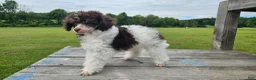 Toy Poodle dogs for sale: Branch - Ad 4