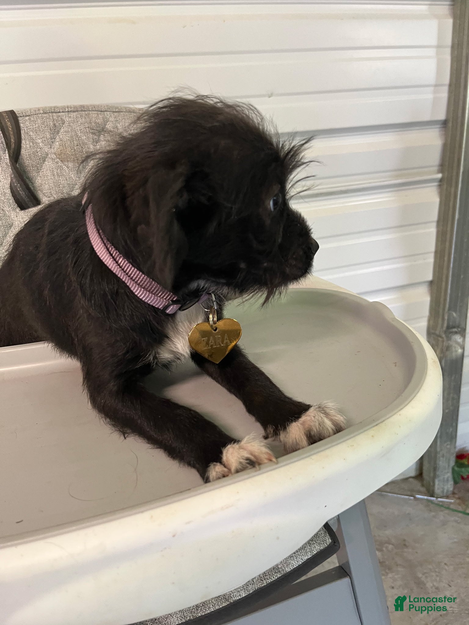 Chipoo dogs Zaro - Ad 2