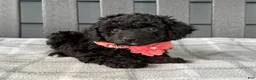Cockapoo dogs for sale: Oakley  - Ad 5