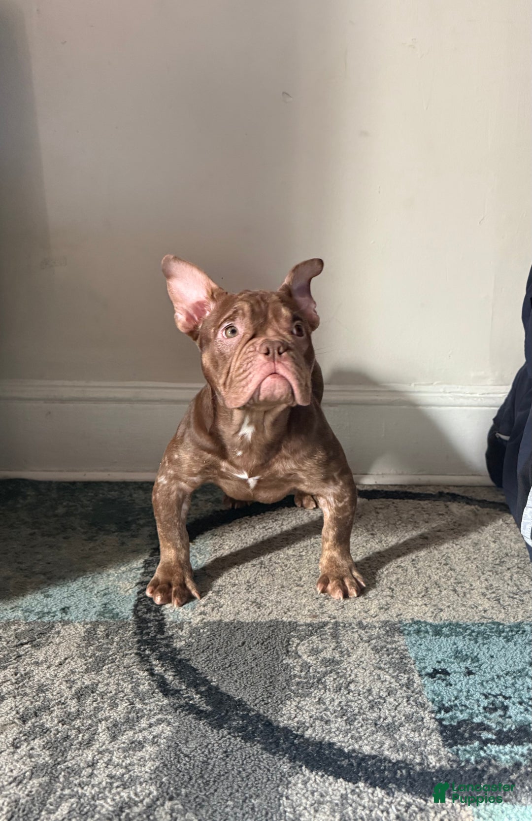 American Bully dogs for sale: American Bully Puppy 5 - Ad 3