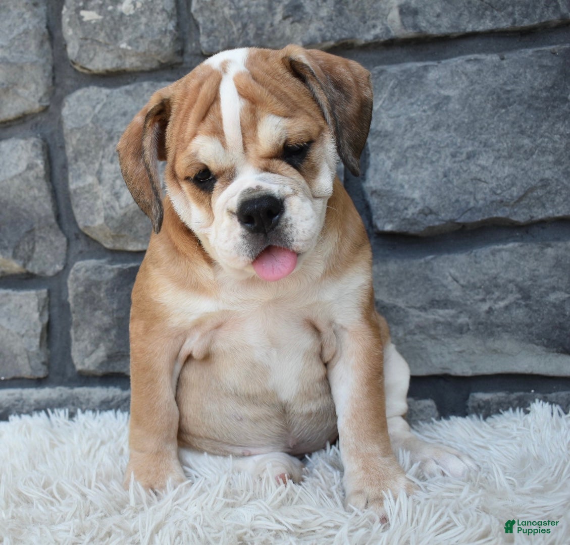 Beabull dogs Trixie  - Ad 2