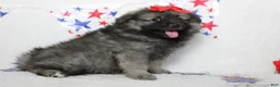 Keeshond dogs for sale: Anna - Ad 3