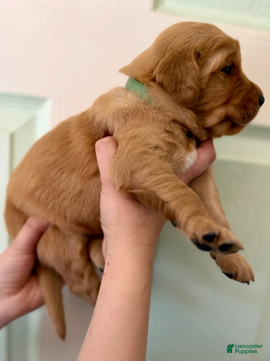 Golden Retriever dogs for sale: Dark Green Boy - Ad 2