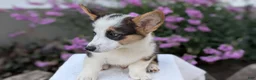 Welsh Corgi Pembroke dogs for sale: Logan - Ad 7
