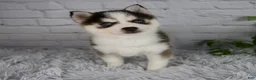 Pomsky dogs for sale: Tessa - Ad 1