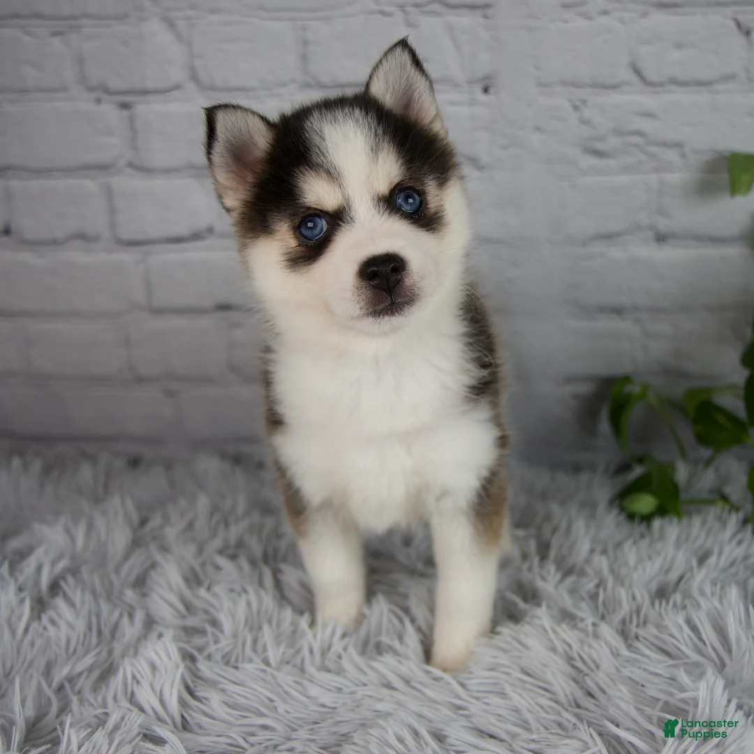 Pomsky dogs for sale: Tessa - Ad 1
