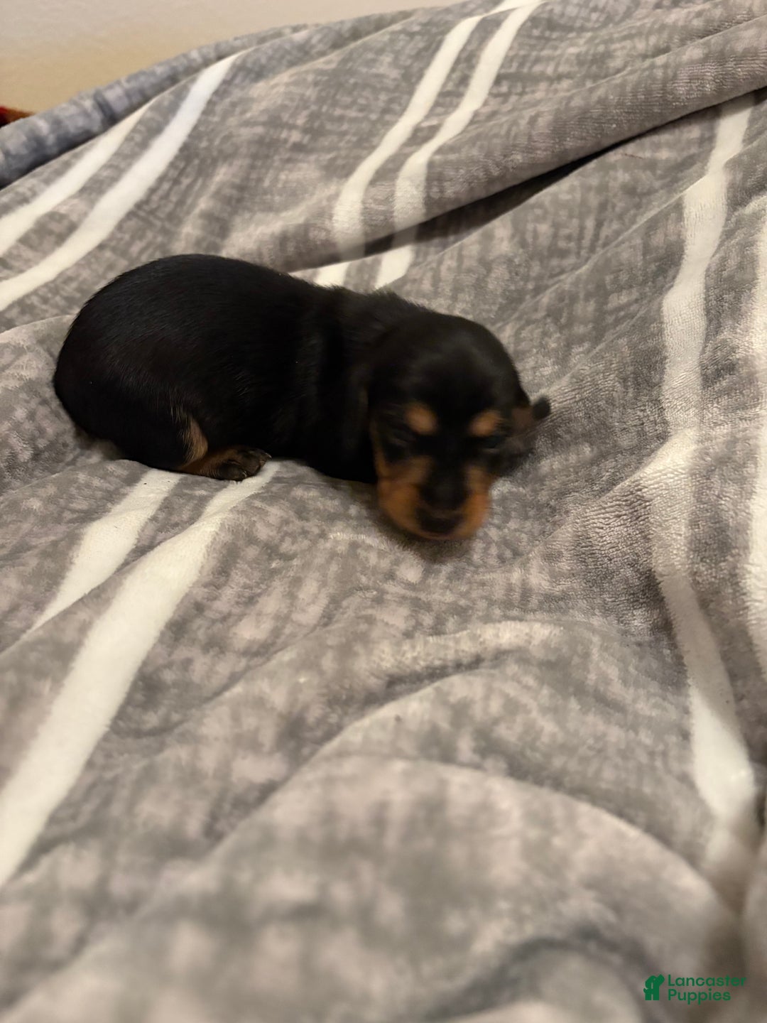 Dachshund dogs for sale: Chevy - Ad 3
