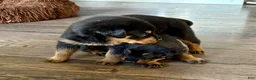 Rottweiler dogs for sale: Dior - Ad 6