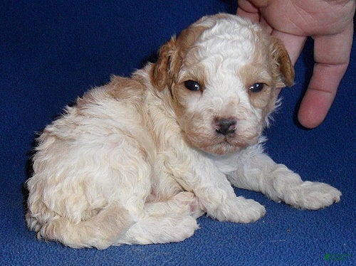 Cockapoo dogs Rudy - Ad 2