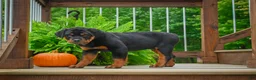 Rottweiler dogs for sale: Baron🐾💙 - Ad 7