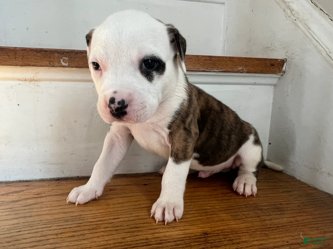 American Pit Bull Terrier dogs for sale: American Pit Bull Terrier Puppy 2 (Rosco)  - Ad 2