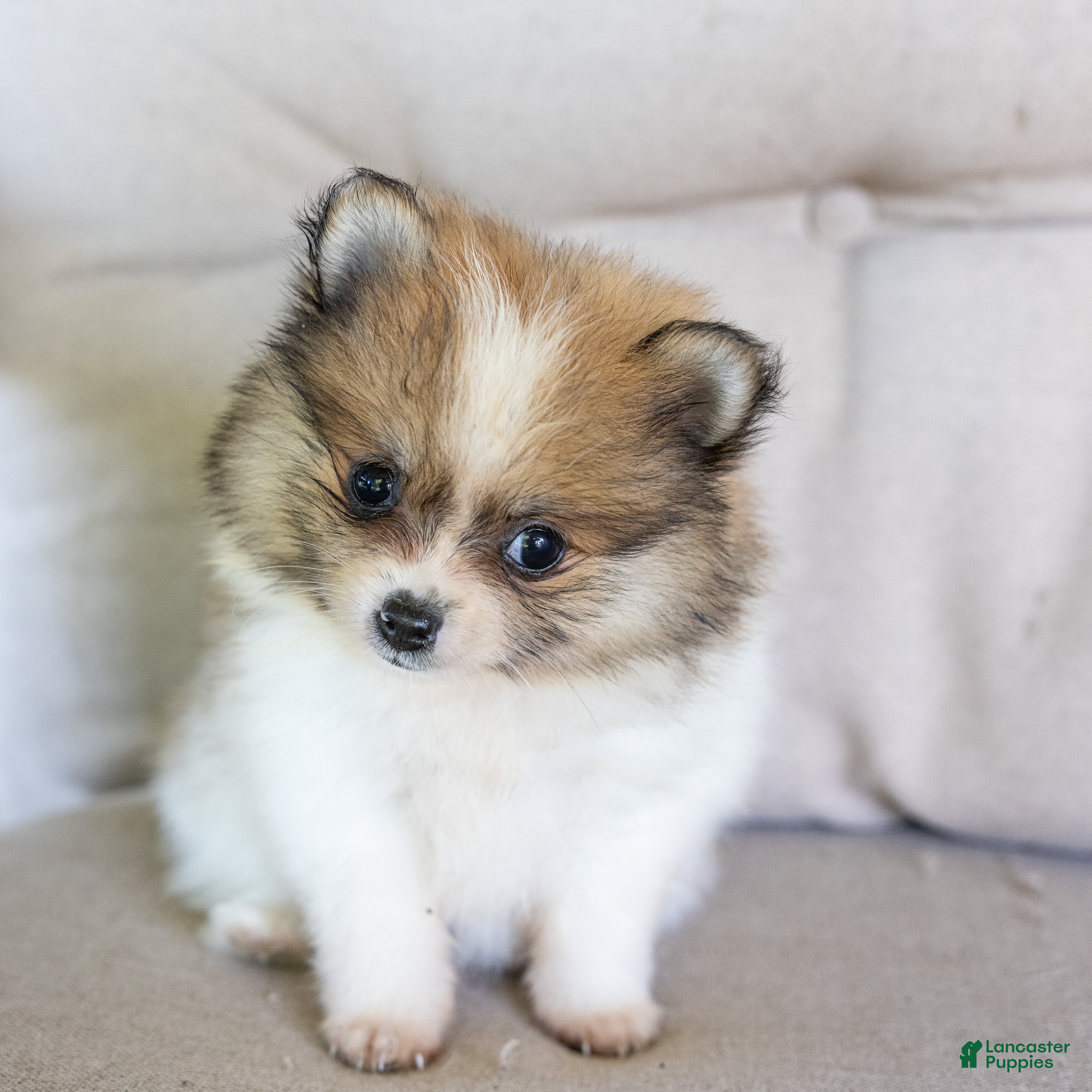 Pomeranian dogs Maggie - Ad 36