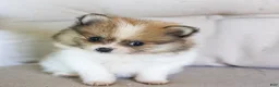 Pomeranian dogs for sale: Maggie - Ad 1