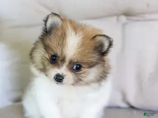 Pomeranian dogs Maggie - Ad 36