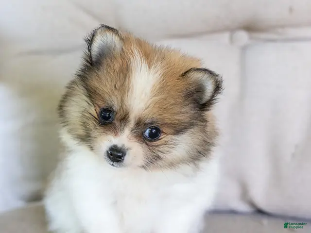 Pomeranian dogs Maggie - Ad 39