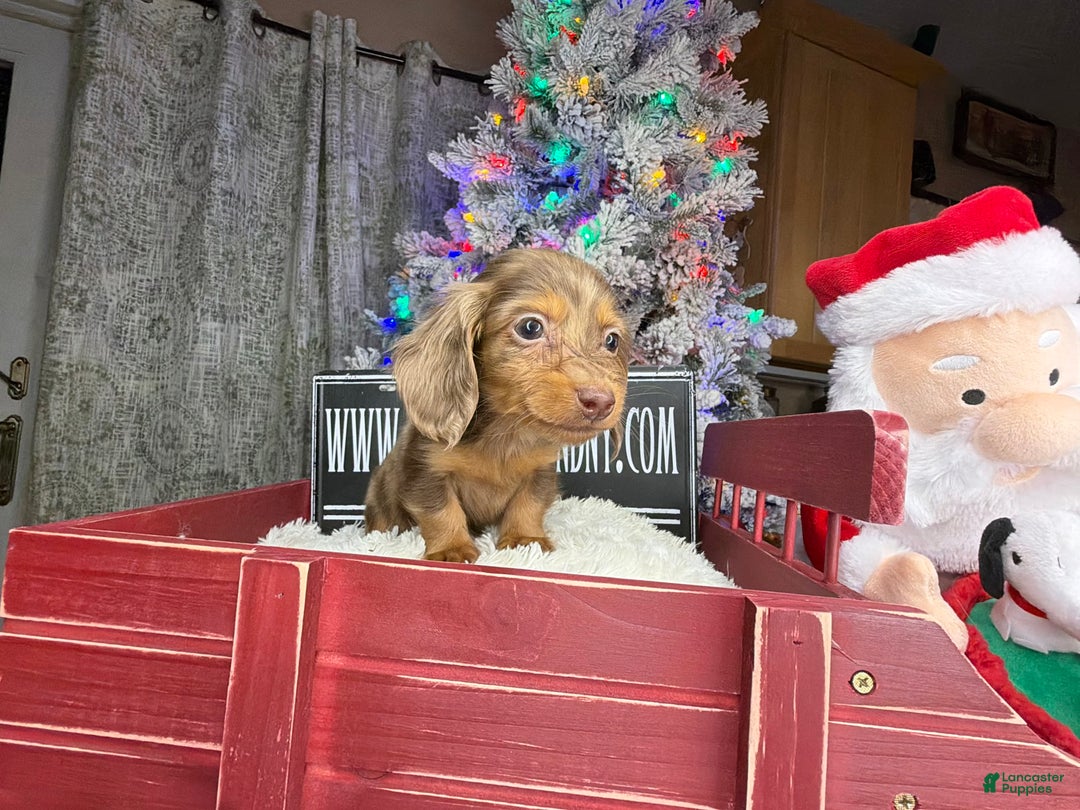 Miniature Dachshund dogs for sale: Sale choc dapple champ import pra clear Akc  - Ad 1