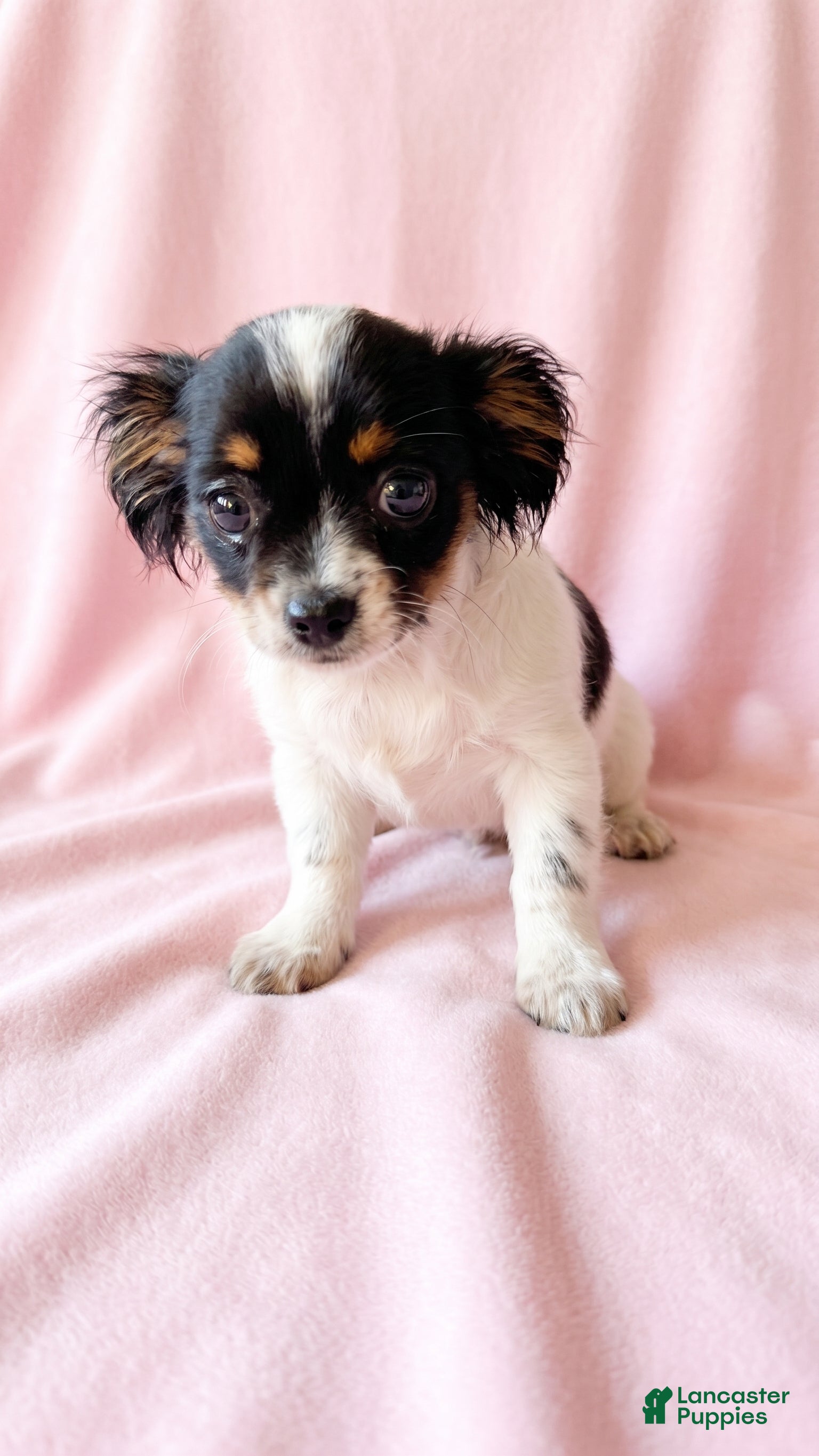 Mixed Breed dogs for sale: Piper - Ad 1