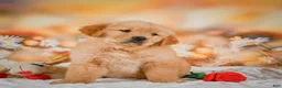 Golden Retriever dogs for sale: Willow - Ad 11