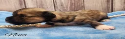 Mixed Breed dogs for sale: Nina - Ad 8