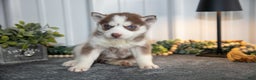Siberian Husky dogs for sale: Thalia - Ad 1