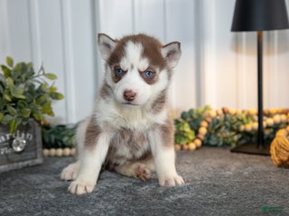 Siberian Husky dogs Thalia - Ad 2