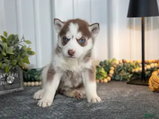 Siberian Husky dogs Thalia - Ad 15