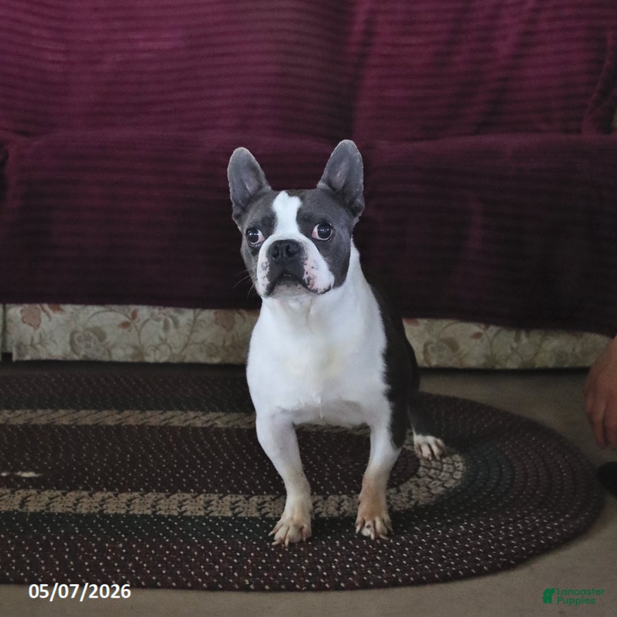 Boston Terrier dogs Rocket - Ad 2