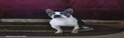 Boston Terrier dogs for sale: Rocket - Ad 2