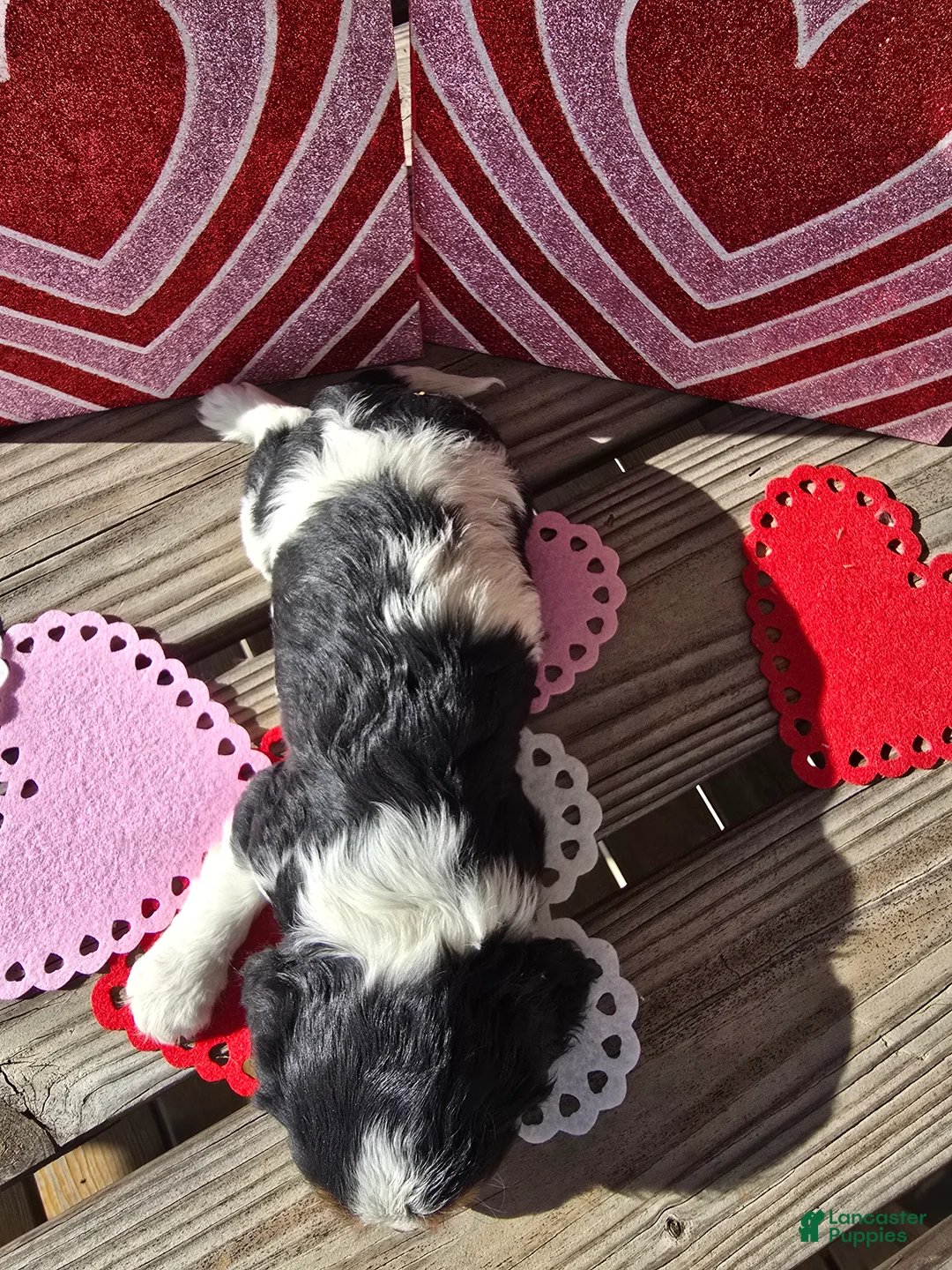 Cavalier King Charles Spaniel dogs for sale: Desiree - Ad 8