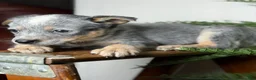 Australian Cattle Dog dogs for sale: Australian Cattle Dog Puppy 6 - Ad 6