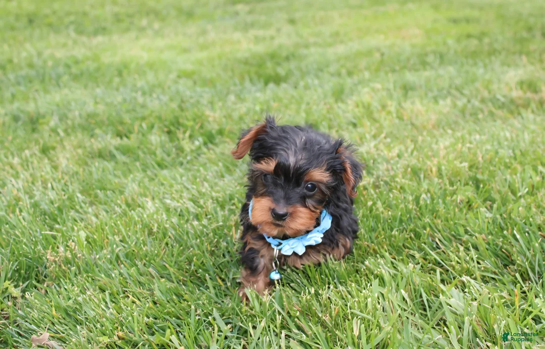 Yorkiepoo dogs for sale: Enzo - Ad 2