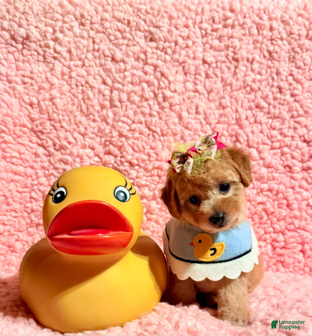 Toy Poodle dogs for sale: Tiffany Poodle toy - Ad 6