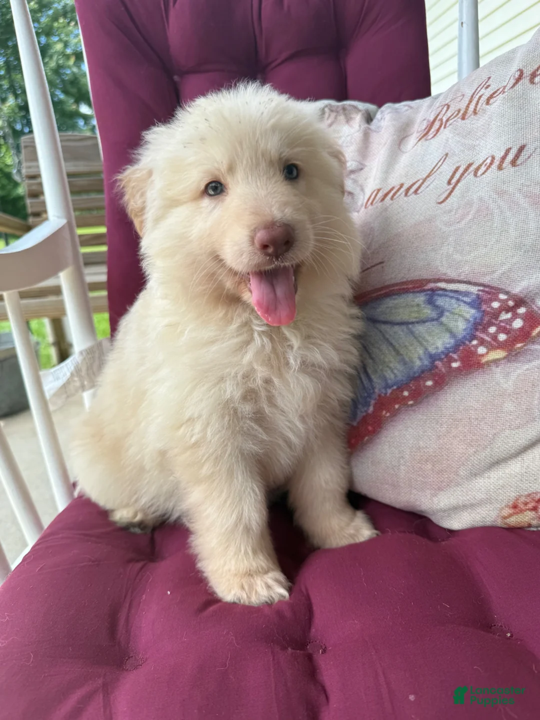 German Shepherd dogs for sale: German Shepherd 1 - Ad 1