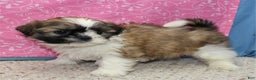 Shih Tzu dogs for sale: Joli - Ad 6