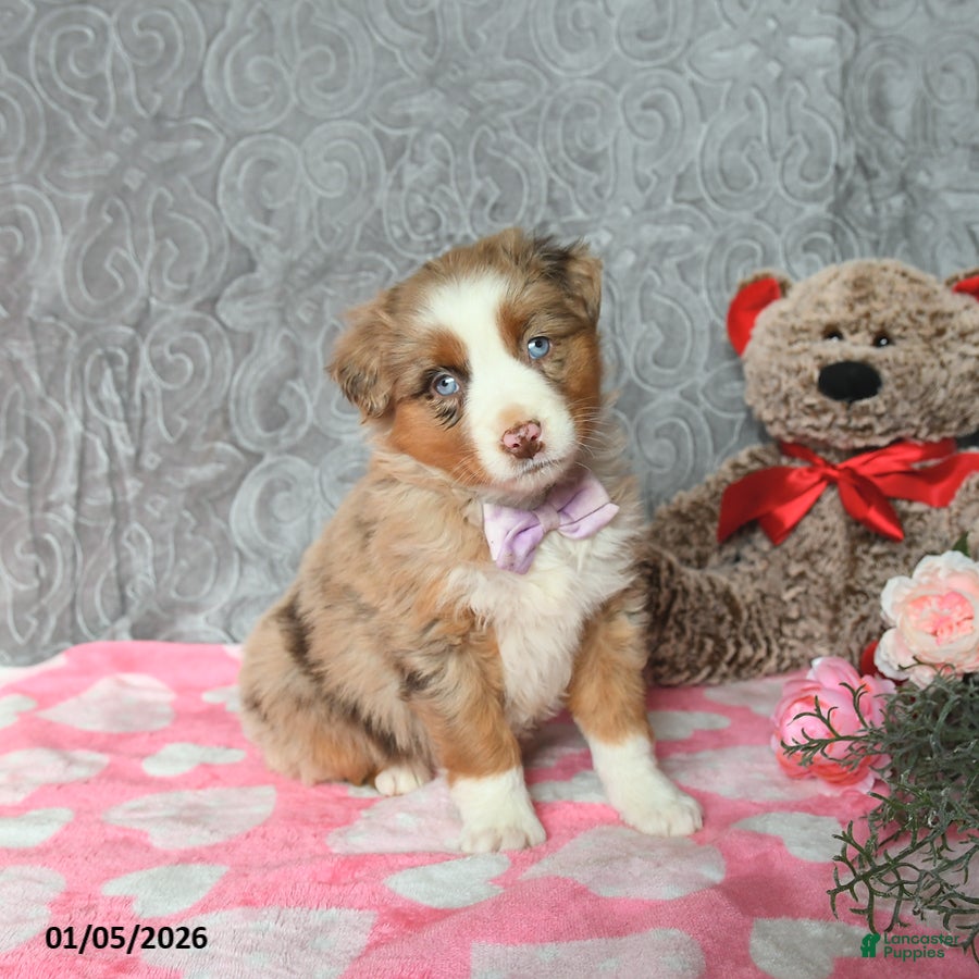 Australian Shepherd dogs Kiwi - Ad 39